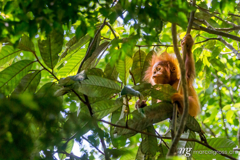 . adorable baby orangutan. Marcel Gross Photography