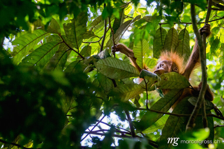 . adorable baby orangutan. Marcel Gross Photography