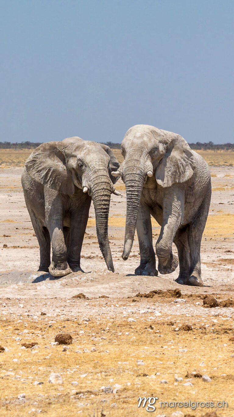 . African elephants. Marcel Gross Photography