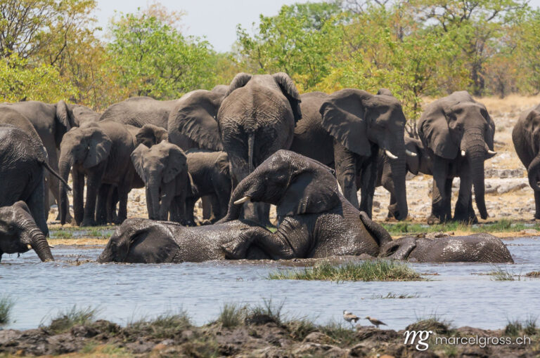 . African Elephants. Marcel Gross Photography