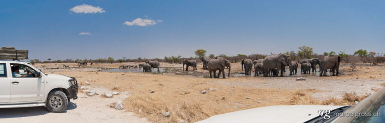. African elephants at a waterhole. Marcel Gross Photography