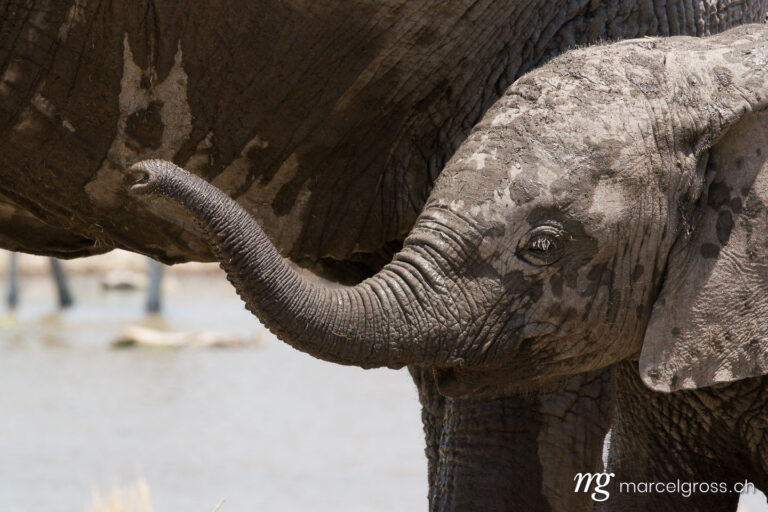 . baby elephant. Marcel Gross Photography