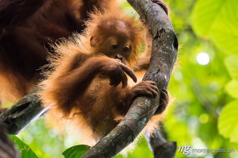 . baby orangutan. Marcel Gross Photography