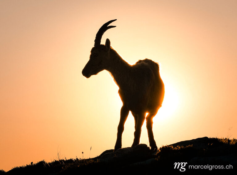 Steinbock Bilder. backlit silhouette of an Alpine ibex in the swiss alps. Marcel Gross Photography