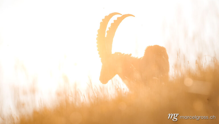 backlit silhouette of an male ibex in the swiss alps. Taken by Marcel Gross Photography