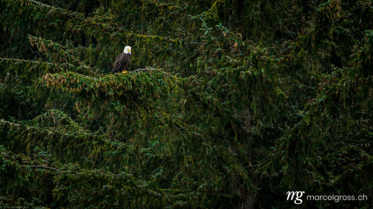 . Bald Eagle sitting in a tree near Hyder, Alaska. Marcel Gross Photography