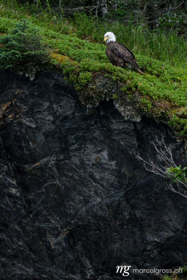 . Bald Eagle sitting on cliff in Kenai Fjords National Park, Alaska. Marcel Gross Photography