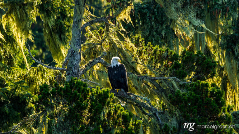bald eagle sitting in a mosscovered tree