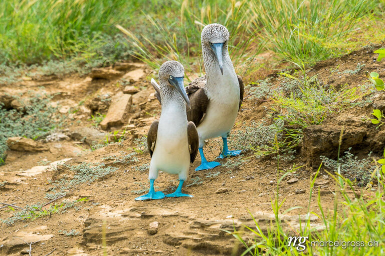 . Balzendes Blaufusstölpel-Paar bei Punta Pitt an der Nordküste von Isla San Cristobal, Galapagos. Marcel Gross Photography