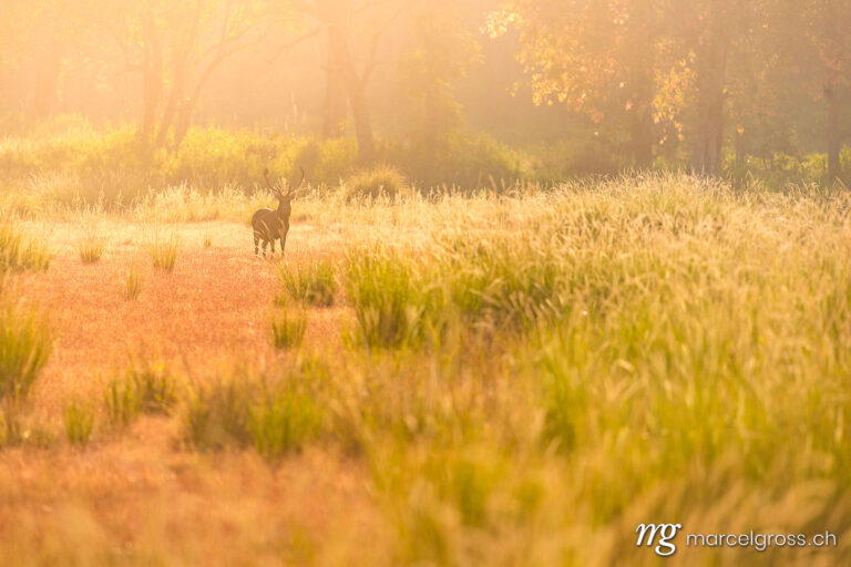 . Barasingha Deer Stag in backlight in Kanha Nationalpark, Madyha Pradesh. Marcel Gross Photography
