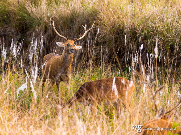 . Barasingha Deer Stag with herd, Kanha National Park, Madyha Pradesh. Marcel Gross Photography