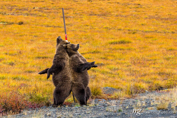. bear pole dance. Marcel Gross Photography