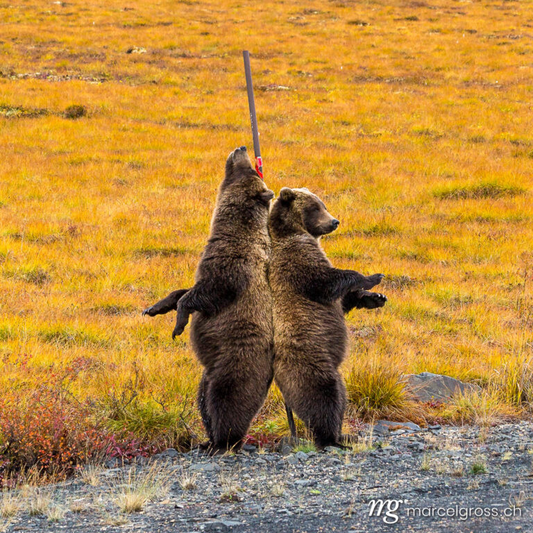 . bear pole dance. Marcel Gross Photography