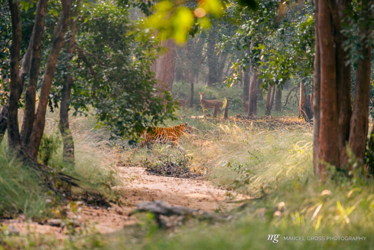 a tiger crossing a dry riverbed carefully watched by a chital deer in Bandhavgarh National Park, Madhya Pradesh. There are only 3900 wild tigers left - it would be an absolut shame to loose this magnificent apex predator .. Taken by Marcel Gross Photography