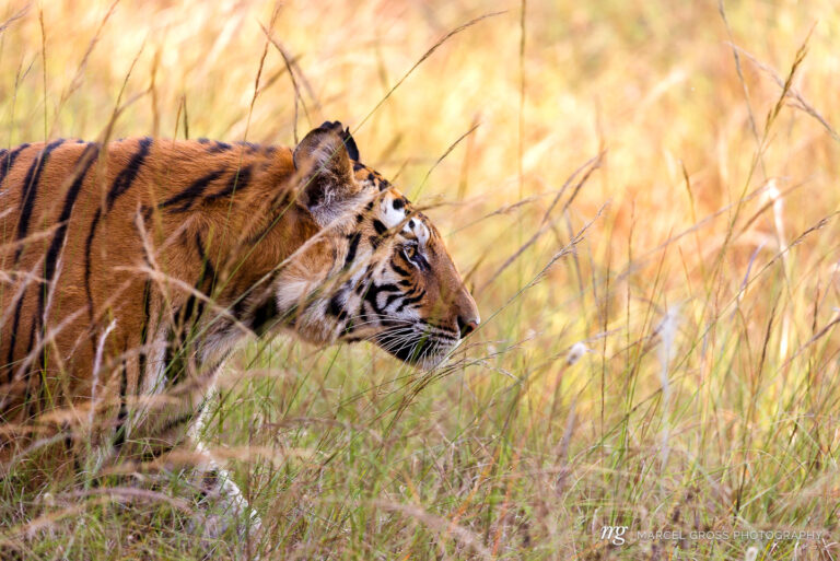 Bengal tiger in high grass in Bandhavgarh National Park, Madhya Pradesh. Taken by Marcel Gross Photography