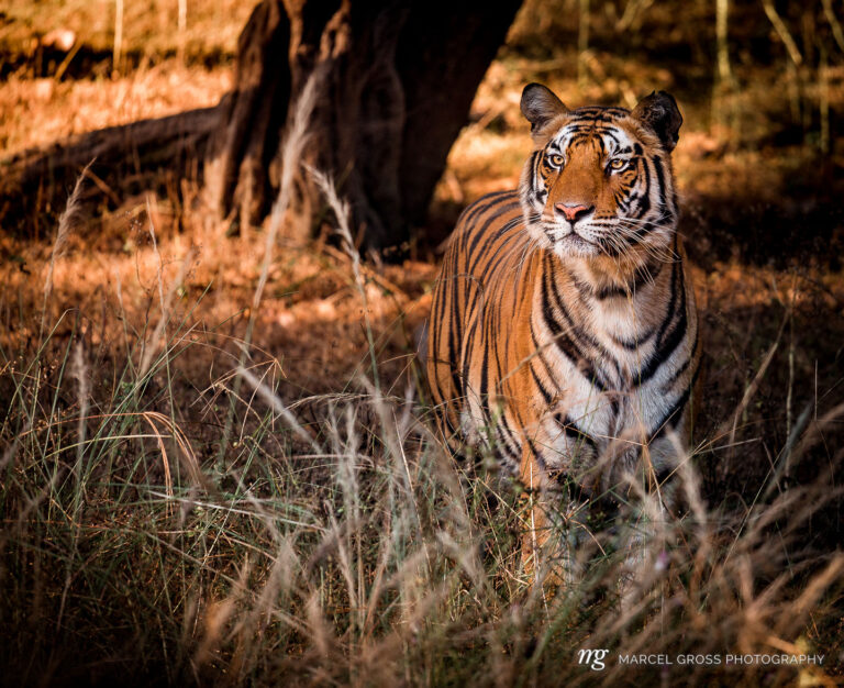 Bengal tiger in high grass in Bandhavgarh National Park, Madhya Pradesh. We were fortunate to have a really close encounter with this highly endangered species .. Taken by Marcel Gross Photography