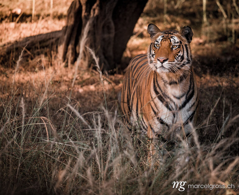 . Bengal Tiger in high grass in Bandhavgarh National Park, Madhya Pradesh. Marcel Gross Photography