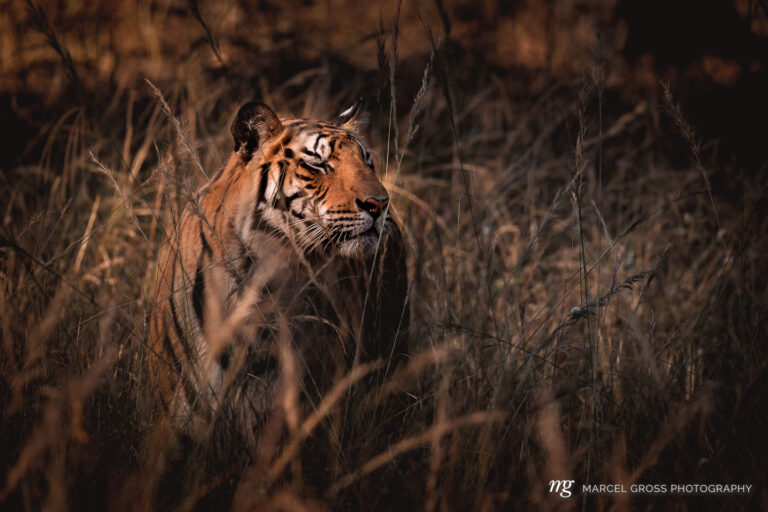 a young male Bengal Tiger in high grass in Bandhavgarh National Park, Madhya Pradesh.. Taken by Marcel Gross Photography