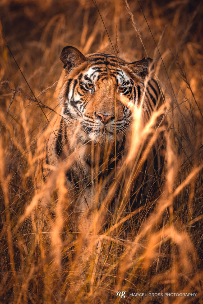 Bengal Tiger in high growing grass in Bandhavgarh National Park, Madhya Pradesh. Taken by Marcel Gross Photography