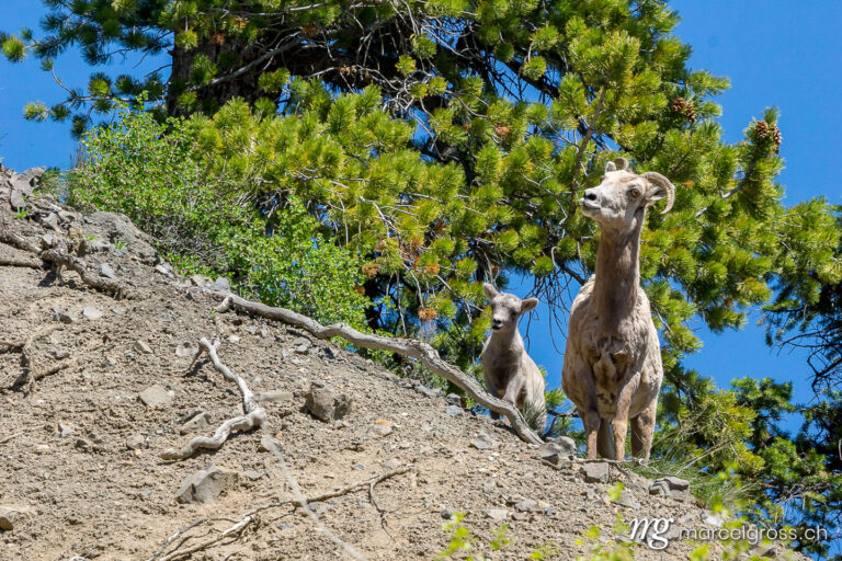 . Bighorn Sheep with cub in the Grand Canyon of the Yellowstone River, Yellowstone National Park, Wyoming. Marcel Gross Photography