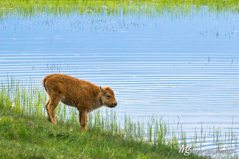 . bison calf at lake. Marcel Gross Photography