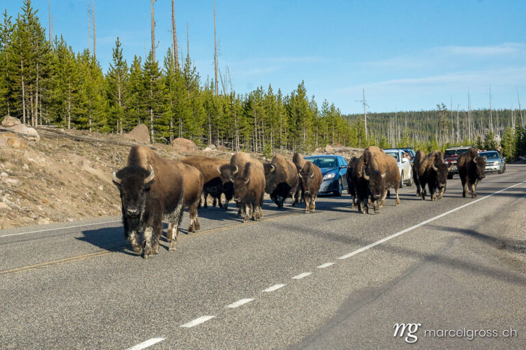. Bison herd provides oncoming traffic, Yellowstone National Park, Wyoming. Marcel Gross Photography