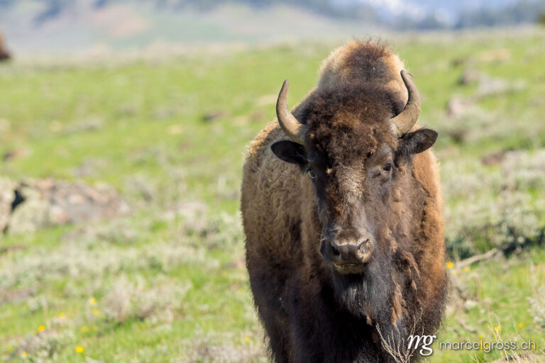 . Bisons im Lamar Valley des Yellowstone Nationalpark, Wyoming. Marcel Gross Photography