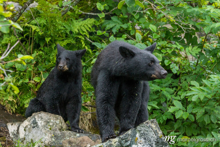 . Black bear mother with cub. Marcel Gross Photography