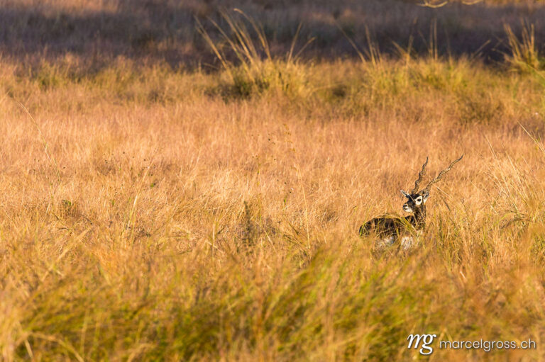 . blackbuck in meadow, Kanha Nationalpark, Madyha Pradesh. Marcel Gross Photography