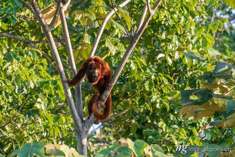 . Bolivian red howler monkey on tree in Madidi National Park. Marcel Gross Photography