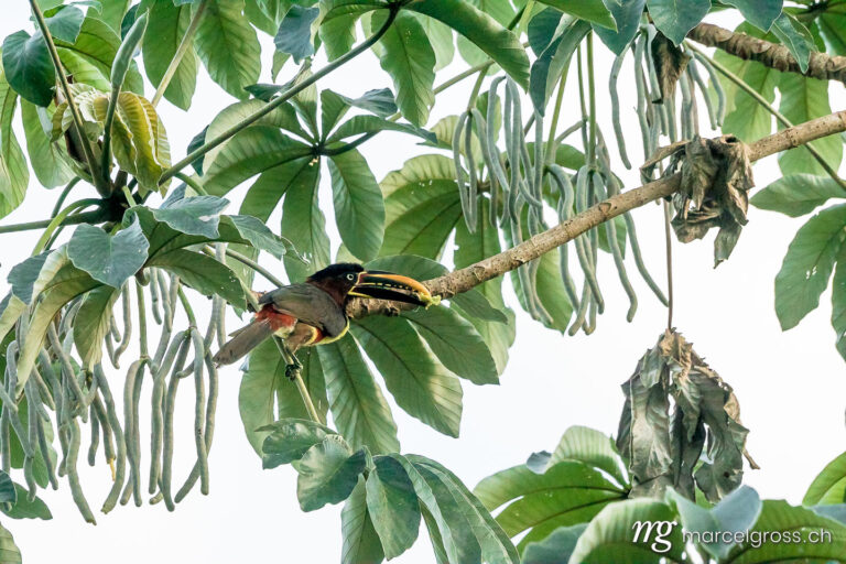 . Braunohr-Arassari im Pantanal. Marcel Gross Photography