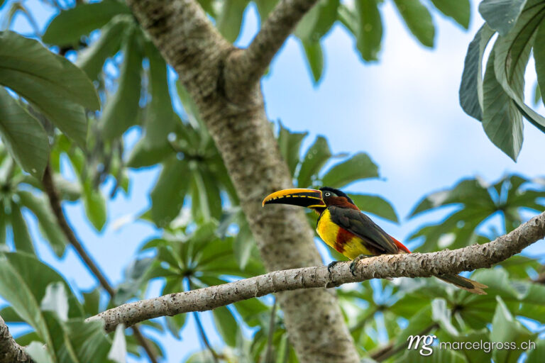 . Braunohr-Arassari im Pantanal. Marcel Gross Photography