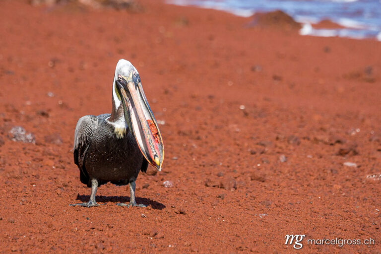 . Braunpelikan am roten Strand von Rabida, Galapagos. Marcel Gross Photography