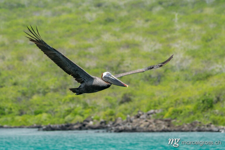 . Brown pelican in flight at Isla Lobos, Galapagos. Marcel Gross Photography