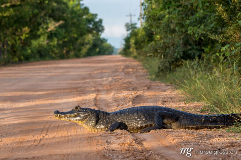 . Spectacled Caiman on Transpantaneira Road, Pantanal. Marcel Gross Photography