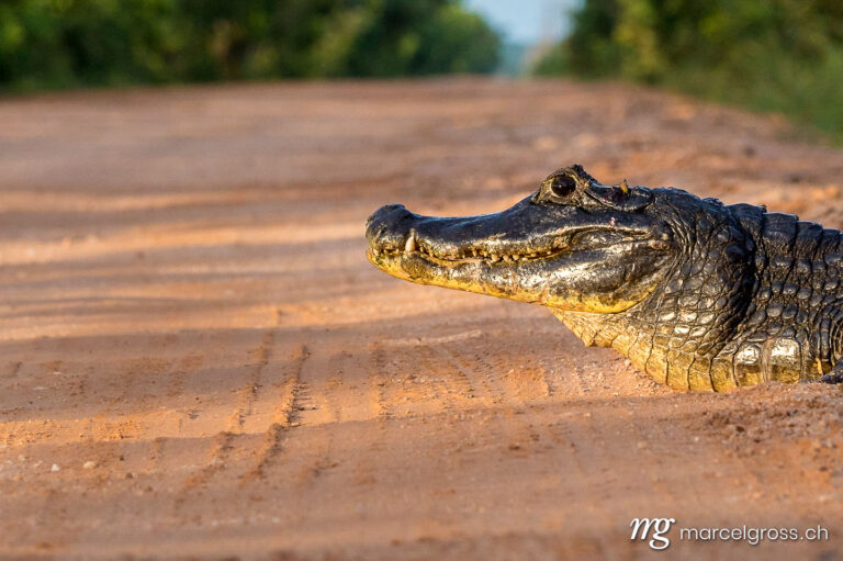 . Spectacled Caiman on Transpantaneira Road, Pantanal. Marcel Gross Photography