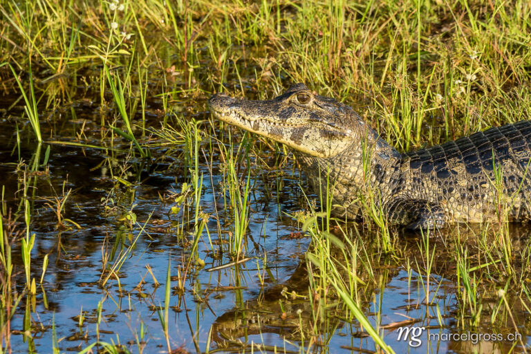. Spectacled Caiman in the river. Marcel Gross Photography