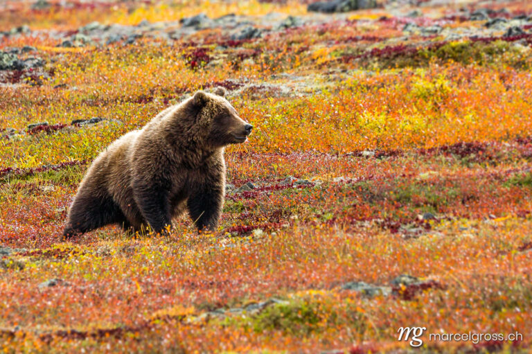 . brown bear in orange tundra. Marcel Gross Photography