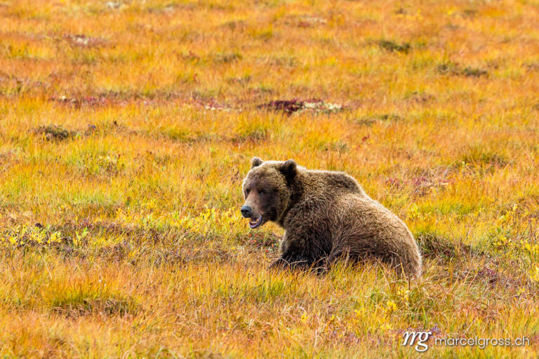 . brown bear in yellow tundra. Marcel Gross Photography
