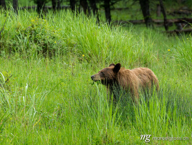 . brown black bear in high grass. Marcel Gross Photography