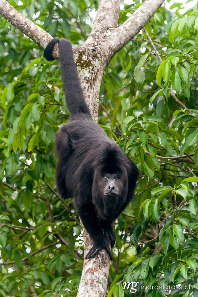 male howler monkey on a branch