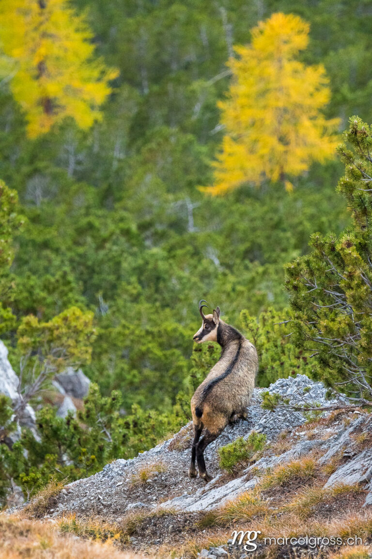 Wildtiere der Schweiz. chamois on a steep slope in the Swiss Alps. Marcel Gross Photography