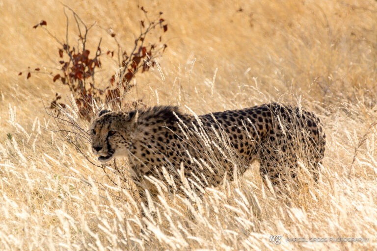 in Etosha National Park. Taken by Marcel Gross Photography