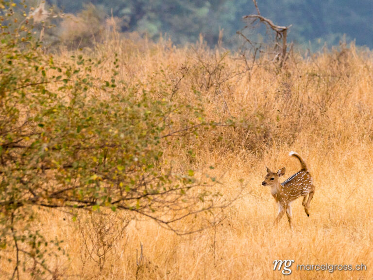 . Cheetal deer fawn in Ranthambore National Park, Rajasthan. Marcel Gross Photography