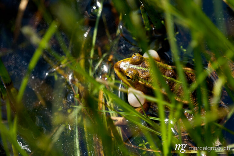 . croaking frog. Marcel Gross Photography