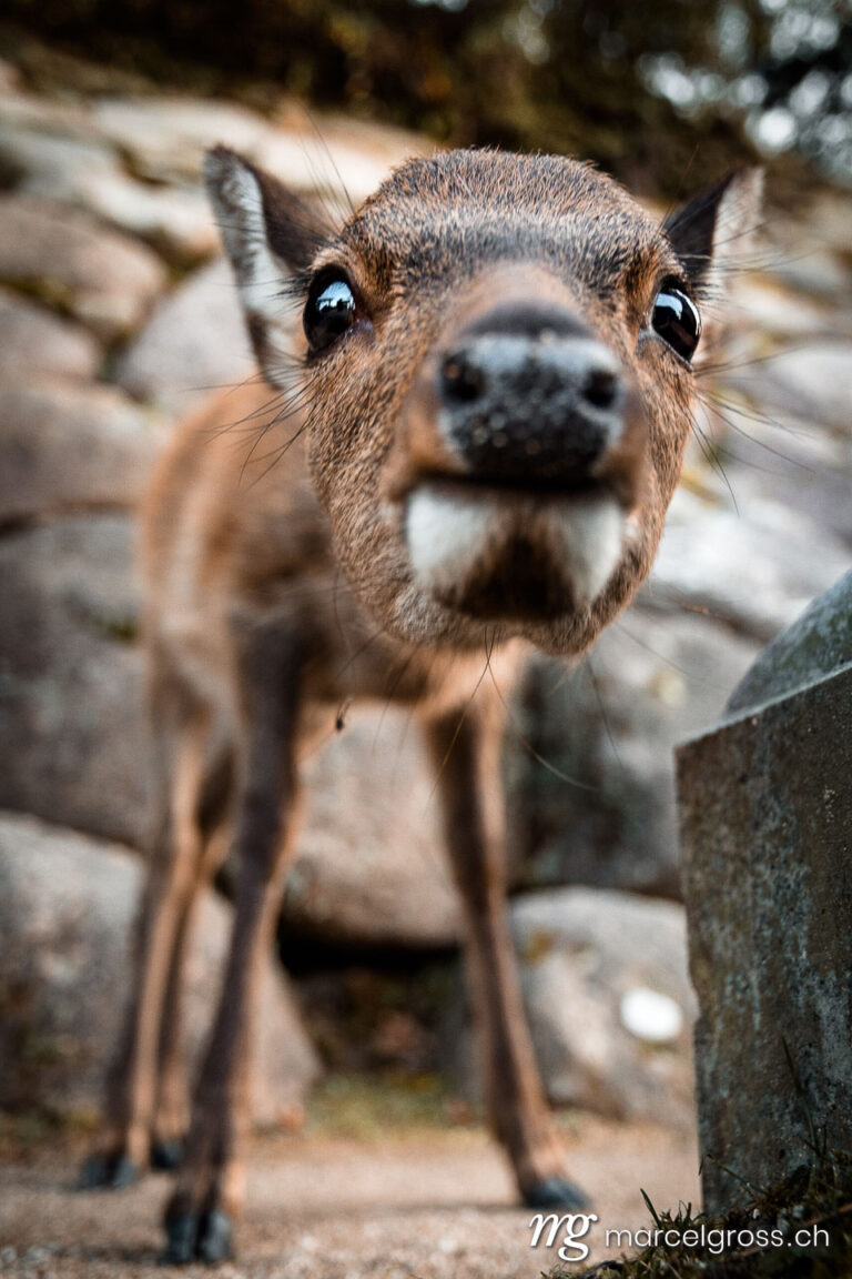 curious baby deer