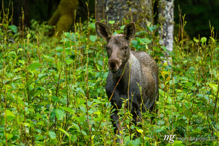 . curious baby moose. Marcel Gross Photography