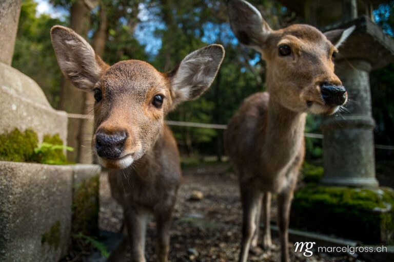 . curious deer family in Nikko Park. Marcel Gross Photography