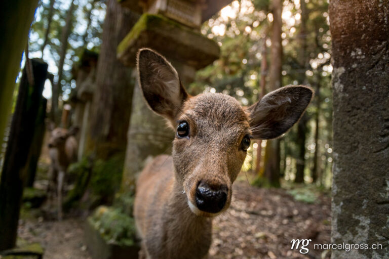. curious deer fawn in Nikko Park. Marcel Gross Photography