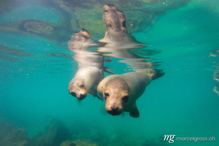 young sealions